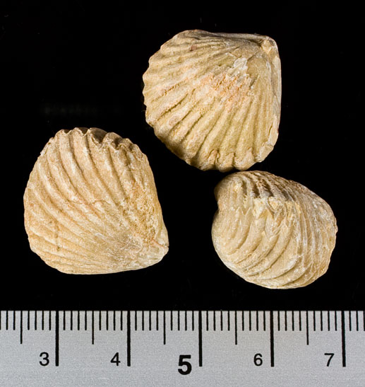 Rhynchonella tetrarhynchia