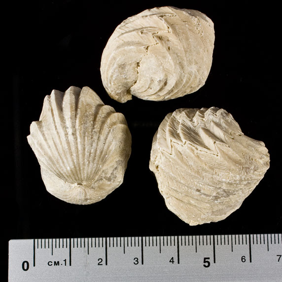 Burmirhynchionella decorata