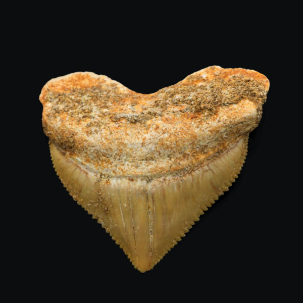 Squalicorax pristodontus