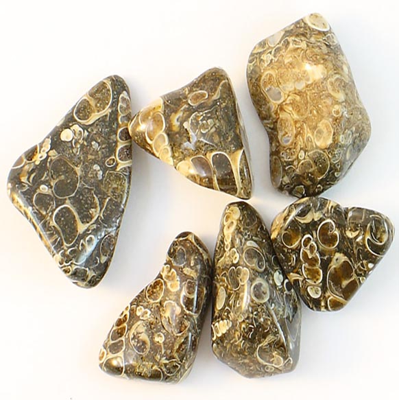 Elimia- kalcedon (Turritella-agat) 15-25 mm
