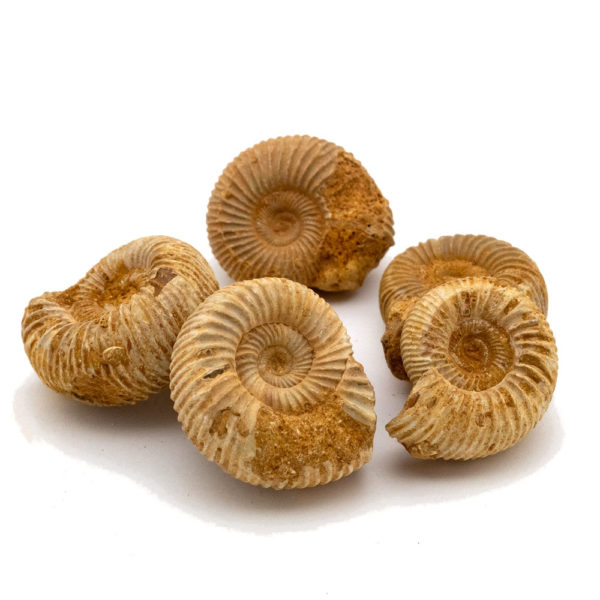 Perisphinctes