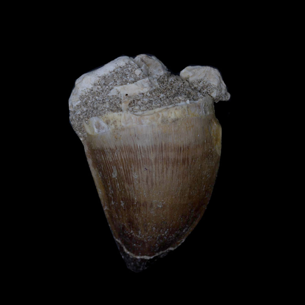Prognathodon giganteus - tand - Bild 2