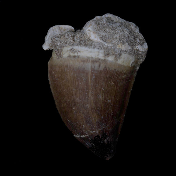 Prognathodon giganteus