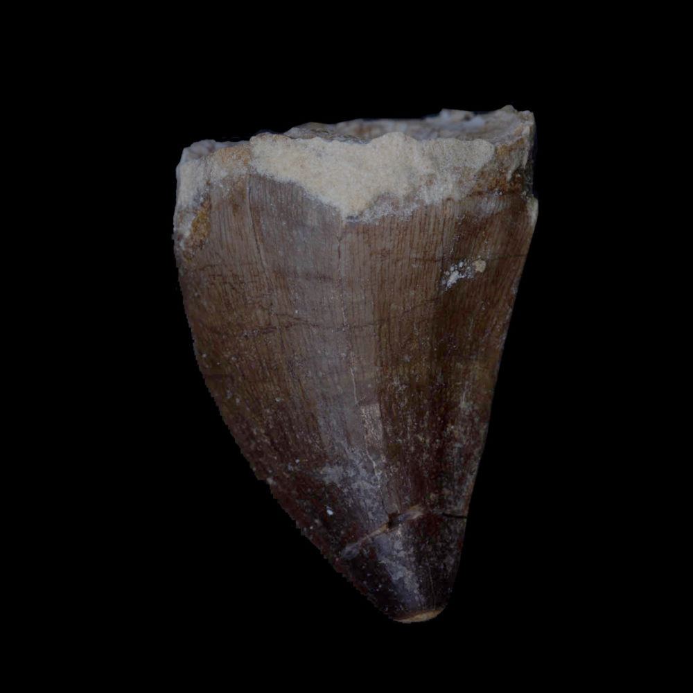 Prognathodon giganteus