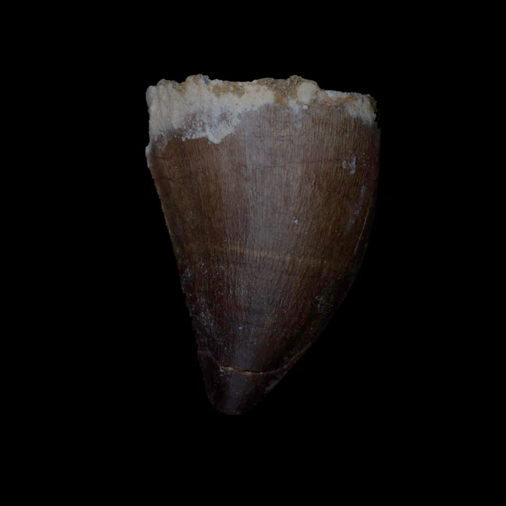 Prognathodon giganteus - tand - Bild 2