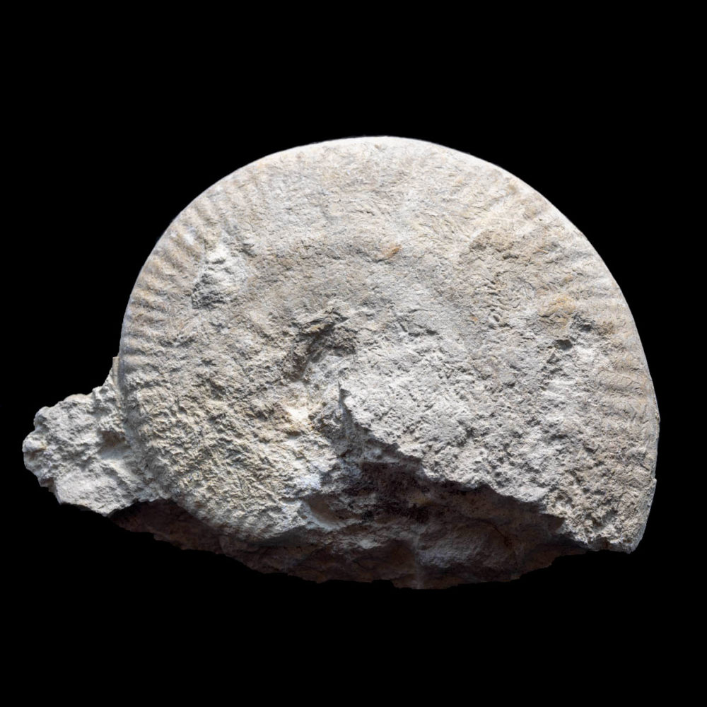 Oppelia subradiata