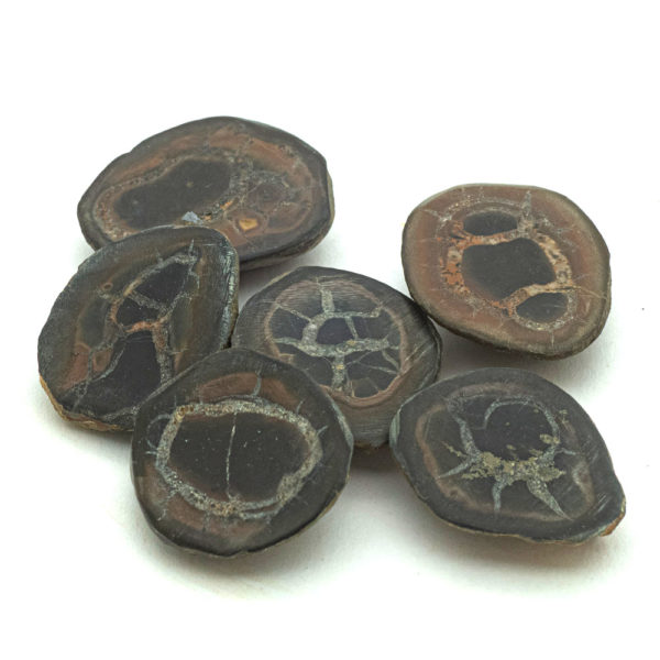 septarian