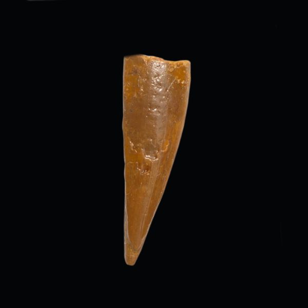 Siroccopteryx moroccensis