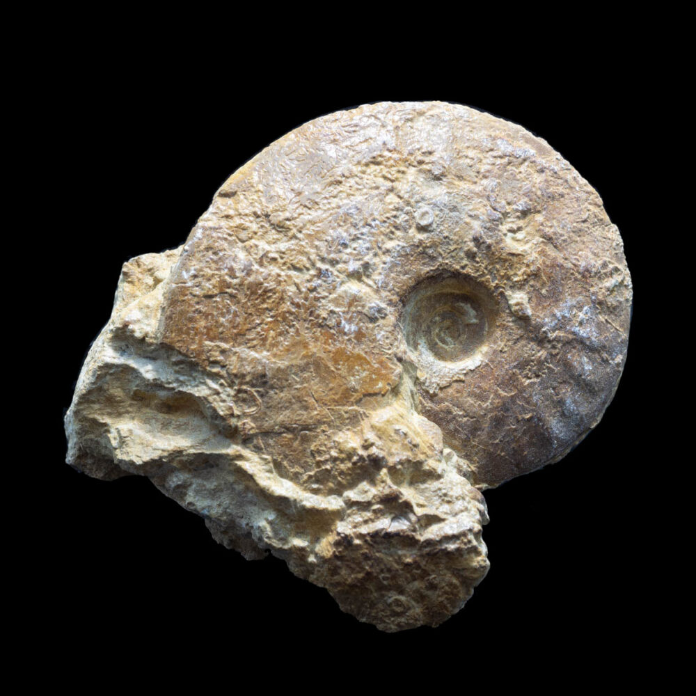 Macrocephalites  gracilis