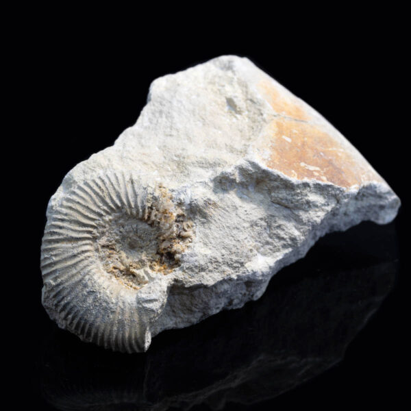 Parkinsonia parkinsoni