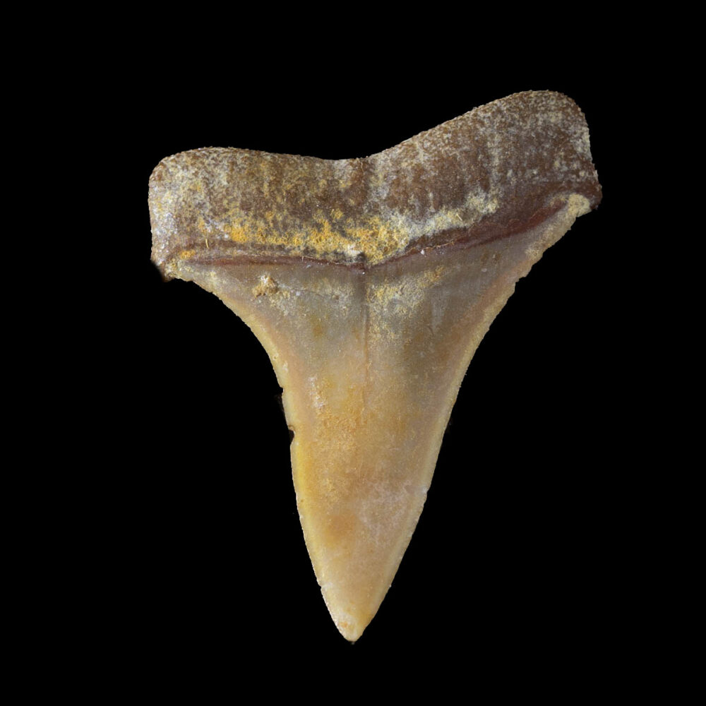 Cosmopolitodus hastalis - Bild 2