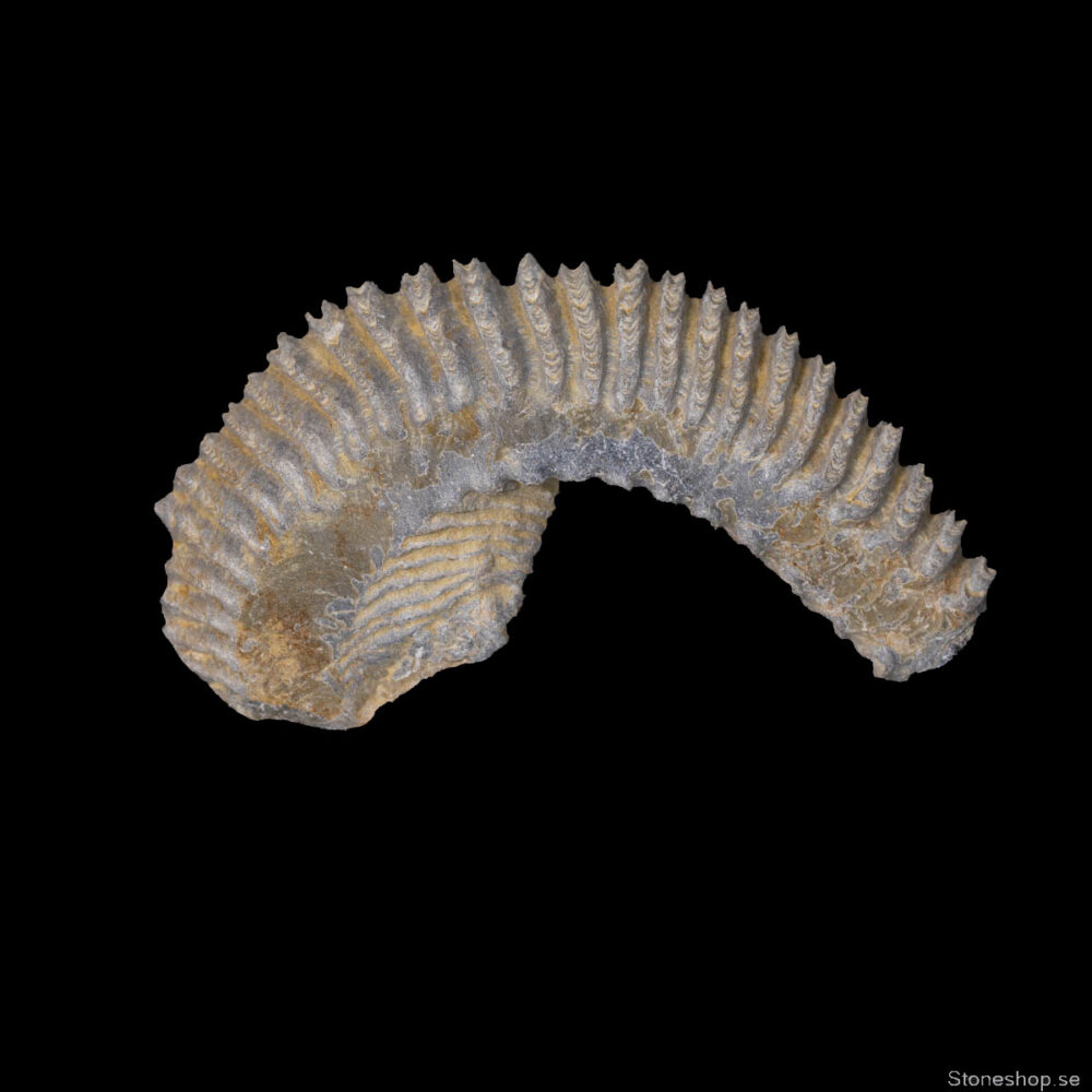 Rastellum carinatum - Bild 2