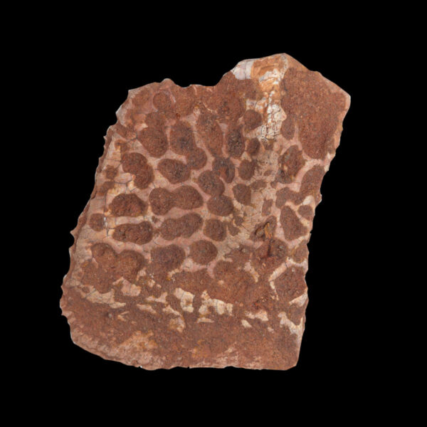 Hornplåt/ hudplåt från krokodil