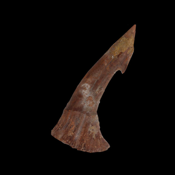 Sågfisk- tand, Onchopristis numidus