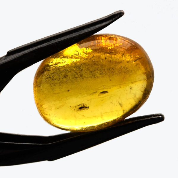 Bärnsten, innesluten insekt