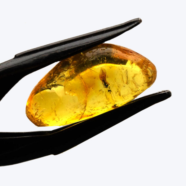 Bärnsten, innesluten insekt