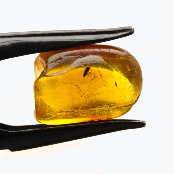 Bärnsten, innesluten insekt