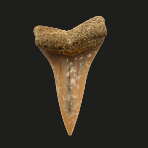 Cosmopolitodus hastalis