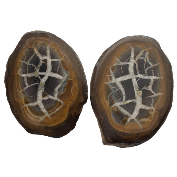 Septarian 30x22 mm