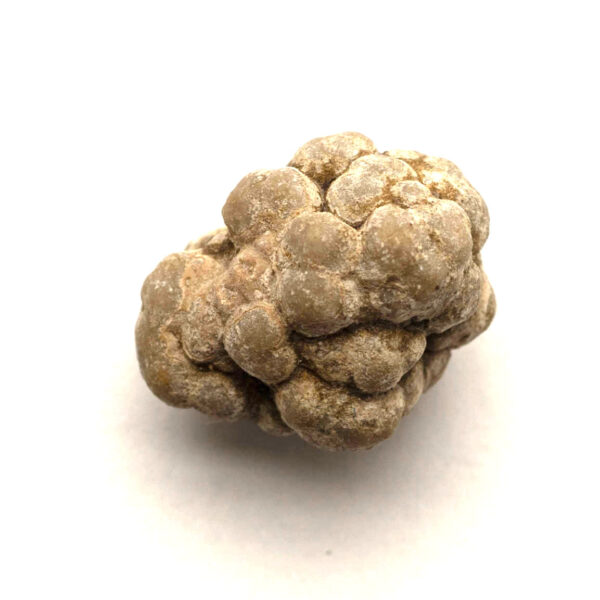 Koprolit från dinosaurie