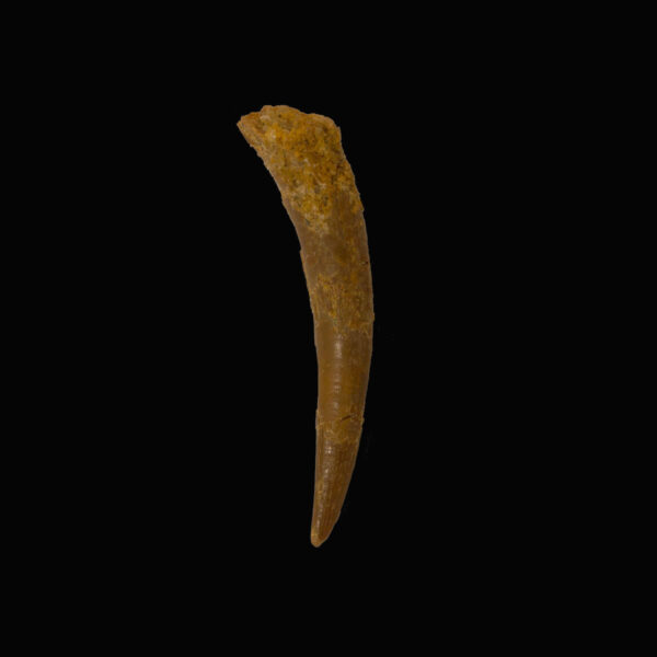 Siroccopteryx moroccensis- 29 mm