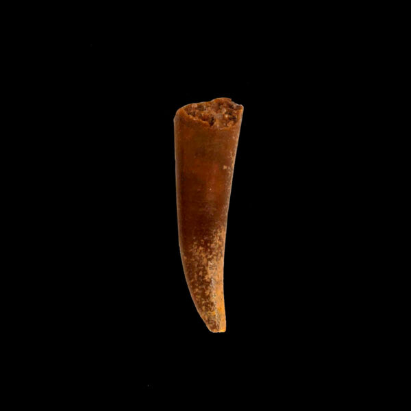 Siroccopteryx moroccensis- 18 mm
