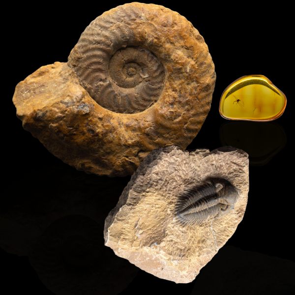 fossil